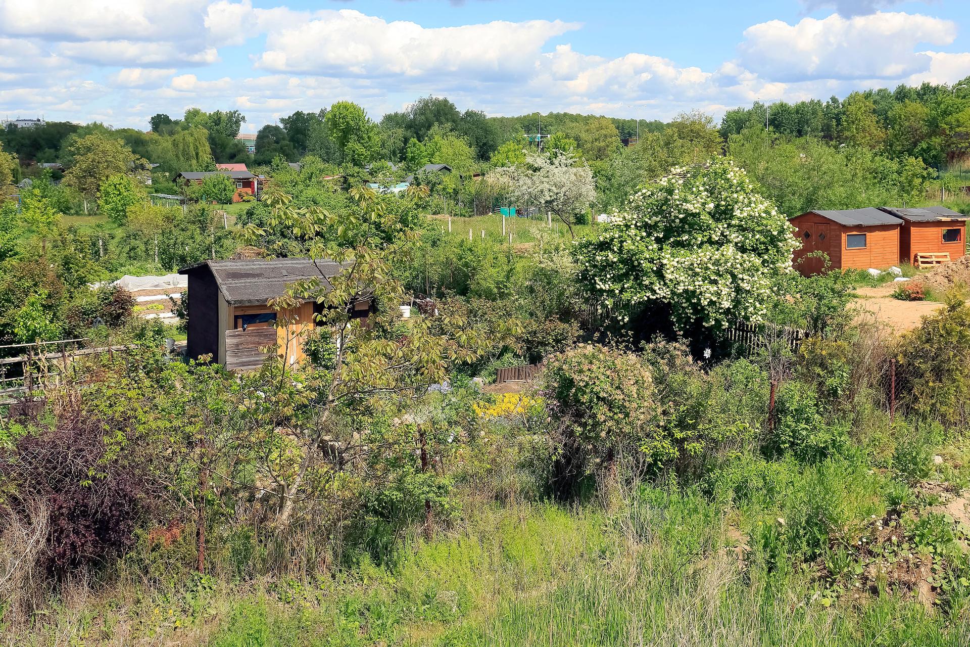 The sheds look hidden in the allotment gardens